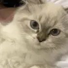 قط راغدول ذكر عمره 3 شهور ونص جميل جدا