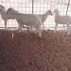 ثلاث رخال وخروف العمر مختلف
