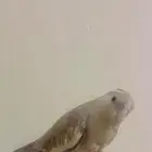 ماشاء الله تبارك الله كروان الليف جدا ونشبه ومعتمد على نفسه