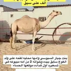 لقحه محليه كفو مشريه ب 100 الف على سبق