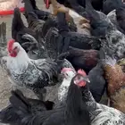 ديوك بلدي مشكل