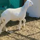 رخل كفوو