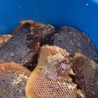 العارضه   القصبه