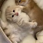 احتاج قطه كيتن سكوتش تبني بجده تشبهه الصور بليز من اول ادور