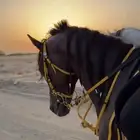 حصان شعبي للبيع