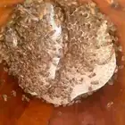 نحل بلدي للبيع للتواصل