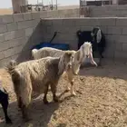 معزا للبيع