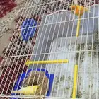 زوج كناري منتج وتغريد