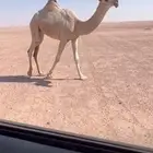 بكره