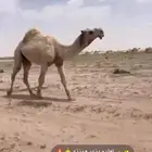 فحل اوضح كفوو