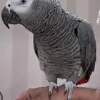 بغبغاء كاسكو متكلم أفريقي سوبر جامبو اكسترا أليف هد