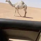 للبيع القحه