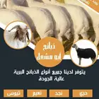 ذبايح ابو مشعل الرس