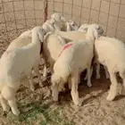 رخال مقنى