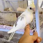 فرخين كوكتيل بطفرات نادره للعشاق الفخامه(تم البيع )