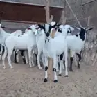 تيوس بيشية مراح واحد