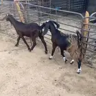 اصخلات للبيع العدد 2