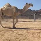 قعود أوضح كفو ساس وراس على باتلي الراجحي للي يبي يفحل