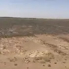 للبيع ارض مساحة 11 الف بصك زراعي حر