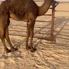 قعوود قصب