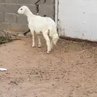 رخل حريه ذبيحة