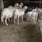 ضان عدد 4 يتبعها 3