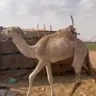 قعود للبيع القعود تفاحيمه طيبه بس فيه فضض