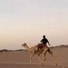 ركبي طوع
