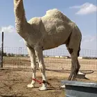 قعود حيسوني