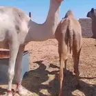 أبل نياق أحرار عدد 4