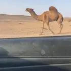 جمل