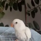 فرخ روز البينو صافي تم البيع