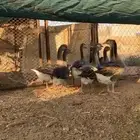 للبيع وز هجين