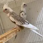 زوج هولندي . منتج