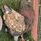 جوز كنق حجم وتكويره وانتاج -( تم البيع )