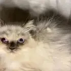 قطط للبيع
