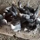 بشاير فيومي وديكه العمر شهرين