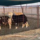 نجديه جذعه دافع