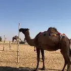 خلفه تحتها بكره هشه وديد رقم واحد