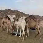 قعدان بلدي ونظيفه