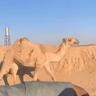 بكره طيبه شعلا