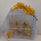 فروخ بط بكيني