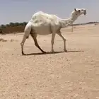 للبيع
