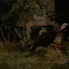 رومي دجاج ديك و دجاجه
