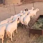 للبيع ضان رفيديات مقاني((( تم البيع