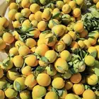 مشاءالله تبارك الله برتقال نجران رقم واحد