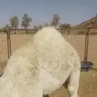 للبيع البكره العمر 6شهور للتواصل رقم