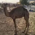عريعره