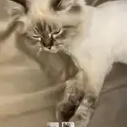 قطط شيرازي