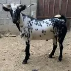 تيس رباع مخصي